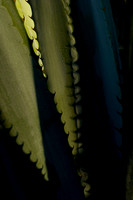 anacreatives-20081209-_AAA0299
