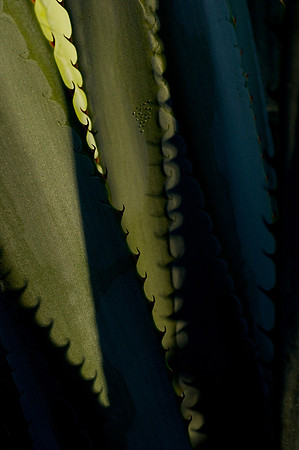 anacreatives-20081209-_AAA0299