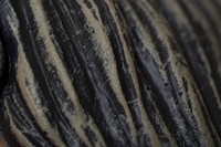 AS_20121129_DSC7474