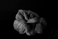 Emulation-Piece