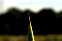 anacreatives-20081209-_AAA0290