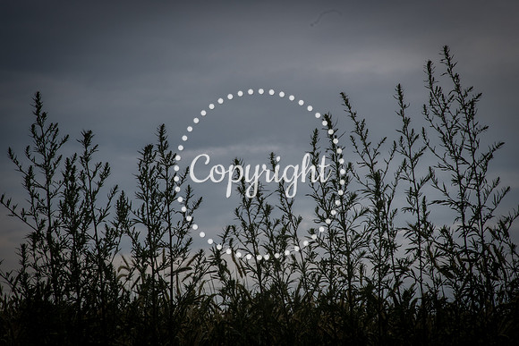 AA-070725-lyna25--20