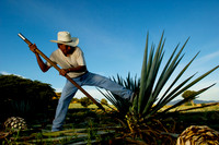 anacreatives-20081209-_AAA0192