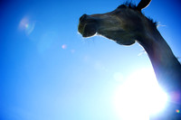 ANA-090509-_AA02043.jpg