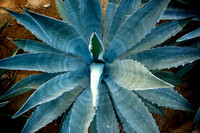 Tequila