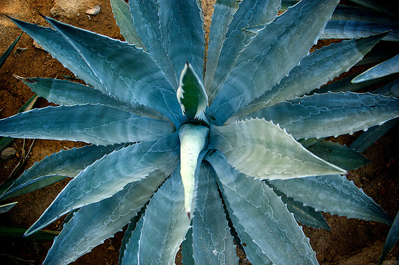 AA-081209-_AAA0604.NEF